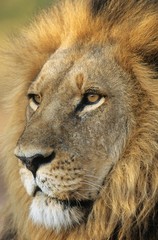 Male Lion close-up of head