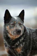 Naklejka na ściany i meble Portrait of a gray dog breed healer
