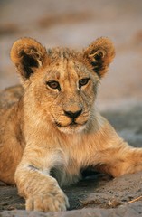 Obraz premium Lion resting close-up
