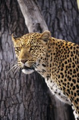 Leopard (Panthera Pardus) standing beside tree