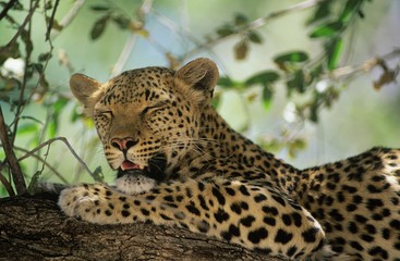 Leopard (Panthera Pardus) resting in tree