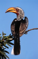Hornbill sitting on branch