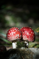fly agaric mushrooms in the forest