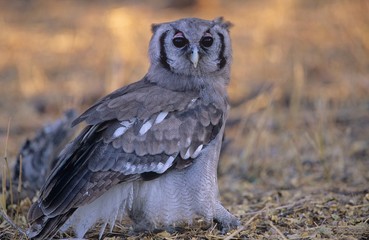 Grey owl on ground