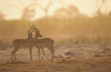 Fototapeta na wymiar Two Gazelle side by side on savannah