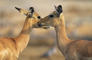 Two Deer face to face outdoors