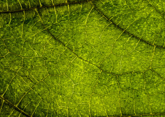 Background image of a leaf of a tree close up. A green leaf of a tree is a big magnification. Macro shooting.