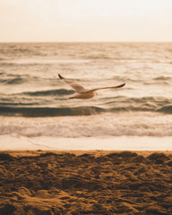 Closeup photography of flying seagull near bach in Deerfield Beach, Florida, USA