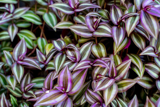 Tradescantia zebrina (Silver inch plant, Silvery wandering jew) leaf background has zebra-patterned leaves. Purple and green leaves background.