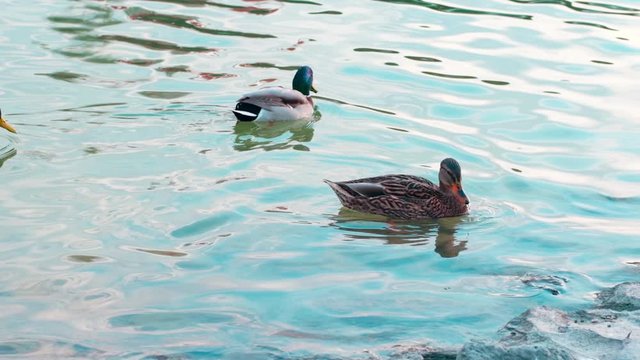Slow motion three mallard (Anas platyrhynchos), dabbling ducks swimming in a pond