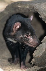 Tasmanian Devil in log