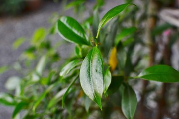 butterfly on a flower