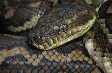 Carpet Python close-up