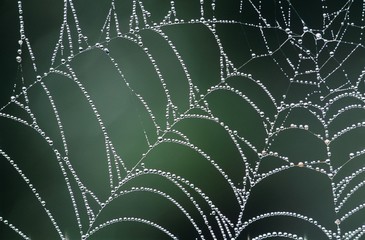 Dew covered spiders web