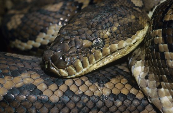 Carpet Python close-up