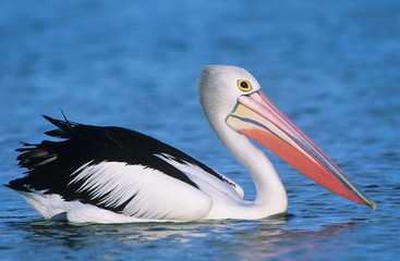 Fototapeta na wymiar Australian Pelican on water