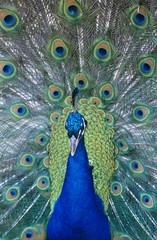 Obraz premium Peacock displaying feathers close-up