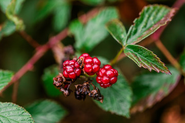 red berries on a branch