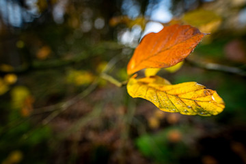 Some nice rural colored autumn leaves on a twig tree