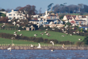 Red Knot birds in fly. His Latin name is Calidris canutus.