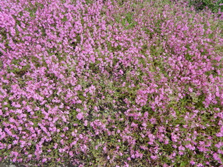 Naklejka premium Клумба