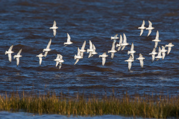Red Knot birds in fly. His Latin name is Calidris canutus.