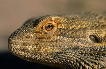 Fototapeta premium Water dragon close-up of head