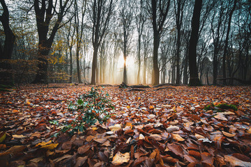 Forrest Trees Autumn Wilderness Fog Leaves morning sunset