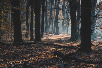 Sun rays between the tree trunks on a forest ground covered with autumn leaves