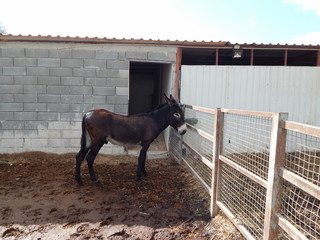 Ослик © golisin