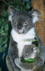 Koala baby with mother sitting in tree