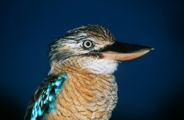 Australian Blue winged Kookaburra close-up