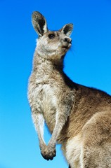 Kangaroo against blue sky