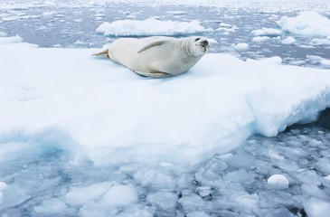 Fototapeta premium Fur Seal lying on ice flow
