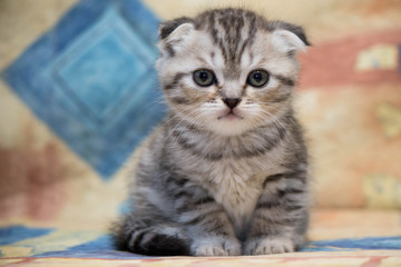 A small a handsome kitten. Scottish fold cat