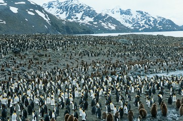 Obraz premium Large colony of Penguins