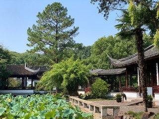 Trees and pagodas in a traditional asian park