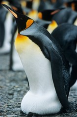 Emperor Penguin near colony