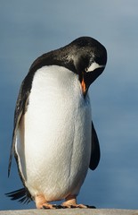 Penguin on rock
