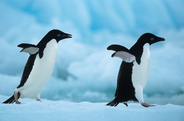Two Penguins on snow