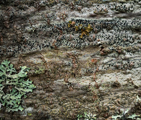 The texture of the bark of a tree. Background image of macro photo of bark with mold