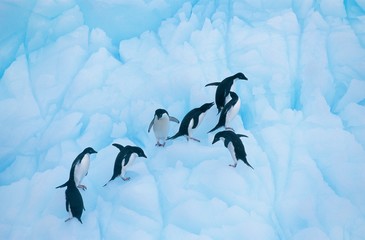 Penguins climbing on ice