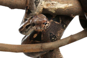 Brown boa constrictor on tree branch against white background