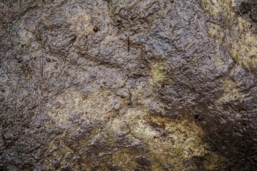 Texture of wet stone covered with moss. Background image of macro photography texture stone