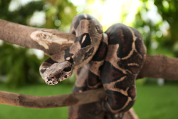 Brown boa constrictor on tree branch outdoors