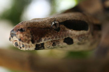 Brown boa constrictor outdoors, closeup. Exotic snake