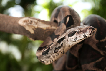 Brown boa constrictor on tree branch outdoors