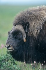 Buffalo close-up of head