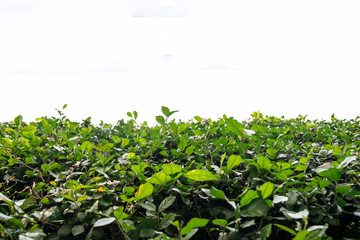 Half background leaves and spaces