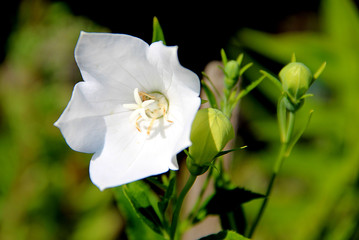 An opened bud of amazing white flower looks toward in my camera, and three other green buds closed.